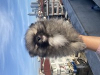 Orjinal Pomeranian Boo Erkek