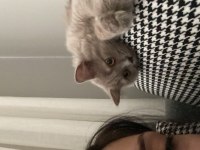 British longhair 8 aylık