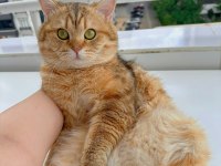 Kedi eş bulma british shorthair