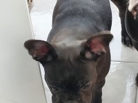 Yavurlarımız yeni yuva arıyor french bulldog