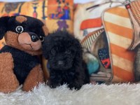 Maltipoo bebiş
