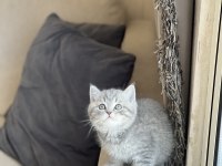 GÜZEL BEBEĞİM OYUNCU BRİTİSH SHORTHAİR YAVRUM