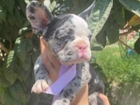 Teslime hazır french bulldog