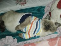 10 aylık british kedimiz karamel