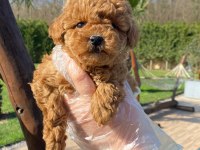 Red Brown Toy Poodle Yavruları İstanbul