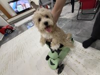 3 Aylık Maltipoo