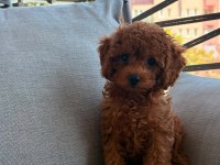 Toy poodle 2 aylık prenses 