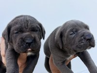 Cane Corso Yavrularımız ırk garantilidir