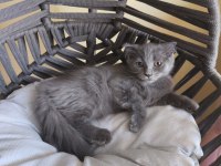 Dişi Scottish Fold Bebeğimiz