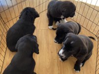 Labrador yavru köpeğimiz