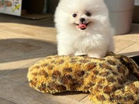 Ailenizin üyesi mini boy pomeranian yavrumuz WANDA