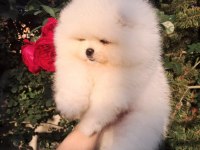 Petmode köpek çiftliğinden pomeranian yavrular