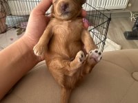 45 günlük anne altından yavru köpeklerimiz