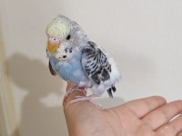 Yavru spangle erkek muhabbet kuşlarımız