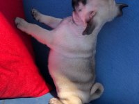 ÜST KALİTE PUG YAVRULARIMIZ