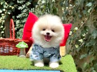 Safkan pomeranian bebekler