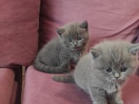 Safkan british longhair