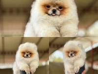 Orijinal Irk Ve sağlık Garantili Pomeranian Yavrularımız