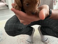 Rezerveye açık toy poodle yavrular