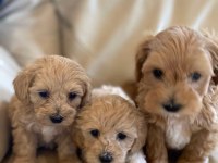 ÜST KALİTE MALTİPOO BEBEKLER