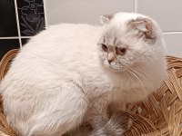 Blue point scottish fold kızımız yeni yuvasını arıyor
