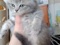 Sevimli scottish straight ve scottish fold kardeşler