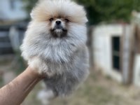 Sağlık ve ırk garantili pomeranian yavrumuz 