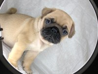 A KALİTE PUG YAVRULARIMIZ YENİ YUVALARINI ARIYOR