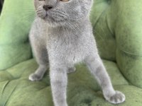 Scottish shorthair