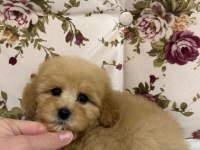 KİLOGRAM GARANTİ MALTIPOO MİNİ BOY
