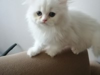 KAR BEYAZ BRİTİSH LONGHAİR DİŞİ