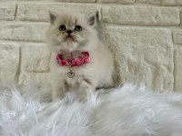 2 aylık dişi british longhair iç dış parazit yapılmıştır