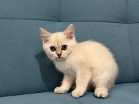 Blue Point British Shorthair Kızımız Yeni Yuvasını Arıyor