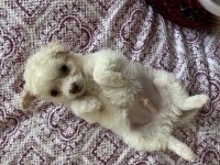 Terrier yavrumuzu veriyoruz