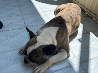 Balıkesir Merkez French Terrier Dişi