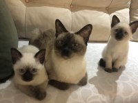 Orjinal kırık kuyruk siyam kedisi