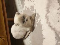 Scottish Fold Yetişkin