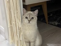 British Shorthair Kızıma Eş Arıyorum