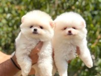 Pomeranian yavrularımız