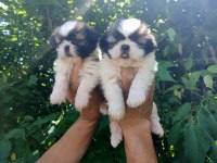 SHİH-TZU YAVRULARIM