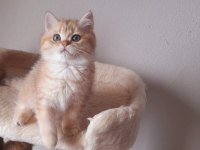 Sevimli oyuncu british shorthair oğlum üç aylık