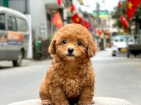 Teacup Koyu Renkli Maltipo Yavrularımız