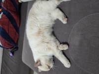 Exotic Shorthair Kedimi Sahiplendiriyorum