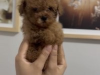 Teacup red ve red brown dişi erkek poodle yavrular