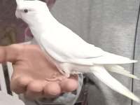 Sevimli kırmızı göz albino sultan papağanı yavrusu
