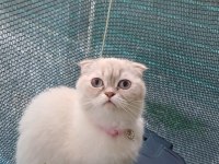 3 Yaşında Scottish Fold Dişi