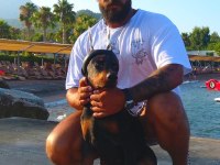 A CLAS FCI KIF ŞECERELİ DOBERMAN SON YAVRU