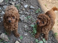 Sağlıklı Poodle Bebekler