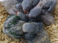 30 günlük alexander papağanı bebekler