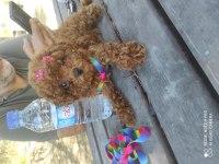 SHOW GÜZELLİKTE KORE POODLE KIZIM 800 GRAM